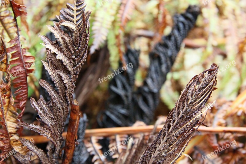 Nature Green Fern Dry Close Up