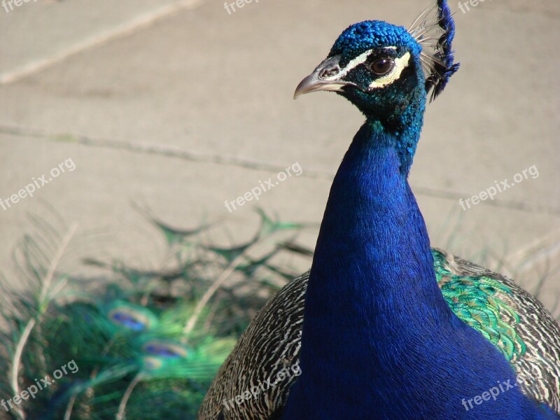 Peacock Blue Bird Feather Iridescent