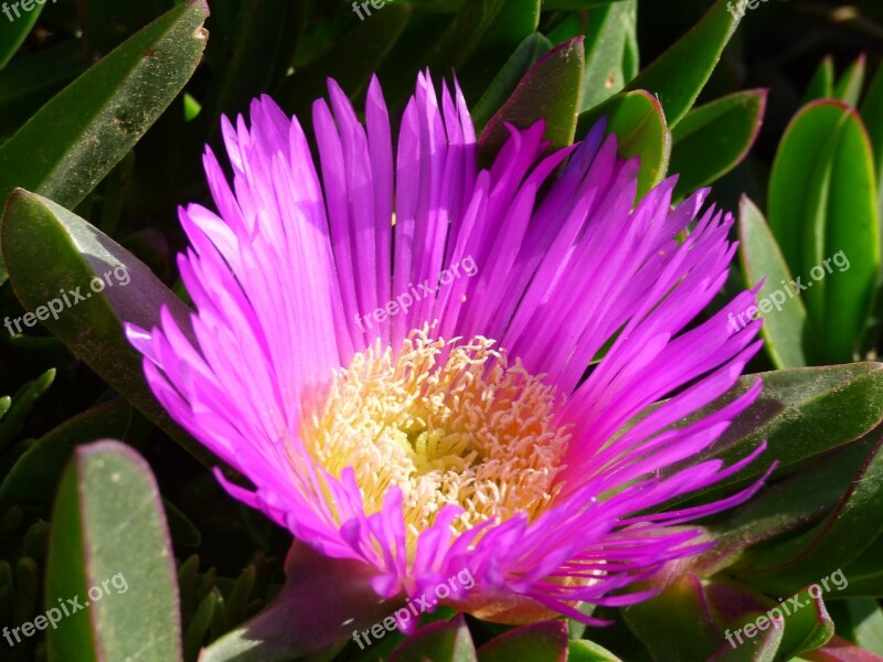 Bloom Pink Flower Blossom Flora