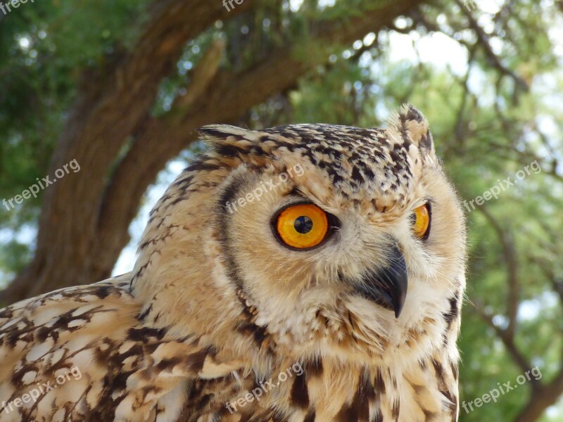 Eagle Owl Wildlife Nature Eye