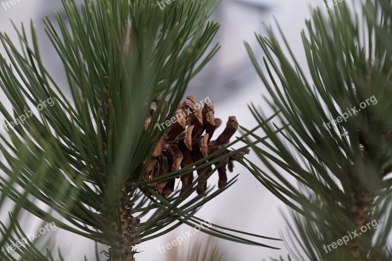 Pine Tree Macro Green Needles