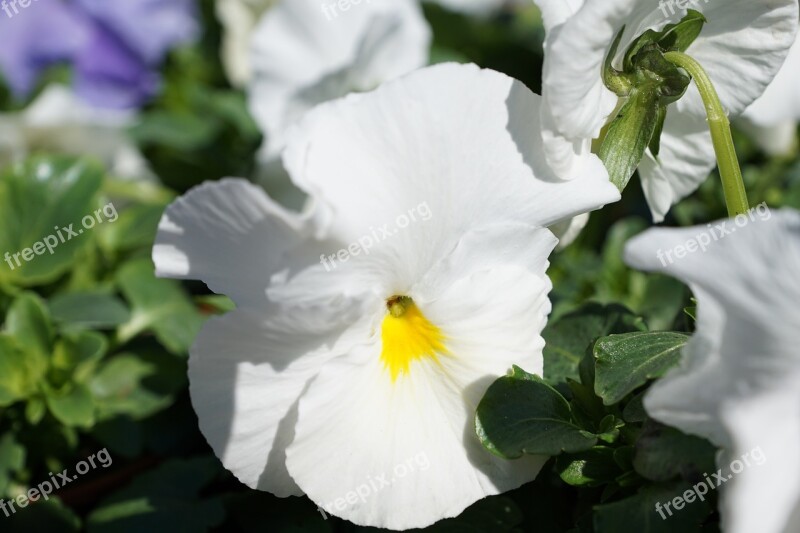 Flower Flourished Spring Macro Party