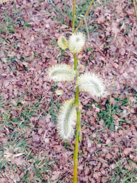 Pasture Tree Nature Leaves Grey