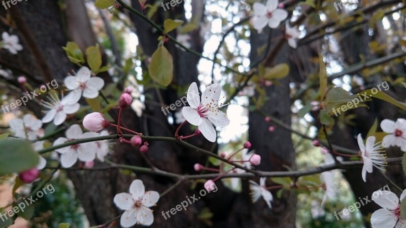 Blossom Tree Cherry Flowers Spring Nature Blossoming