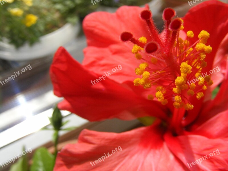 Hibiscus Flower Red Stamen Pistil