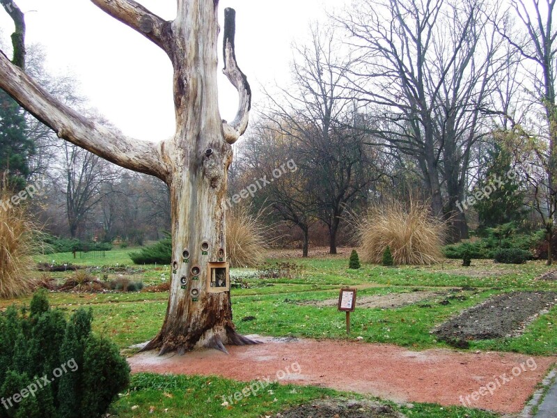 Szeged Hungary Arboretum Old Oak Jardin Des Plantes Park