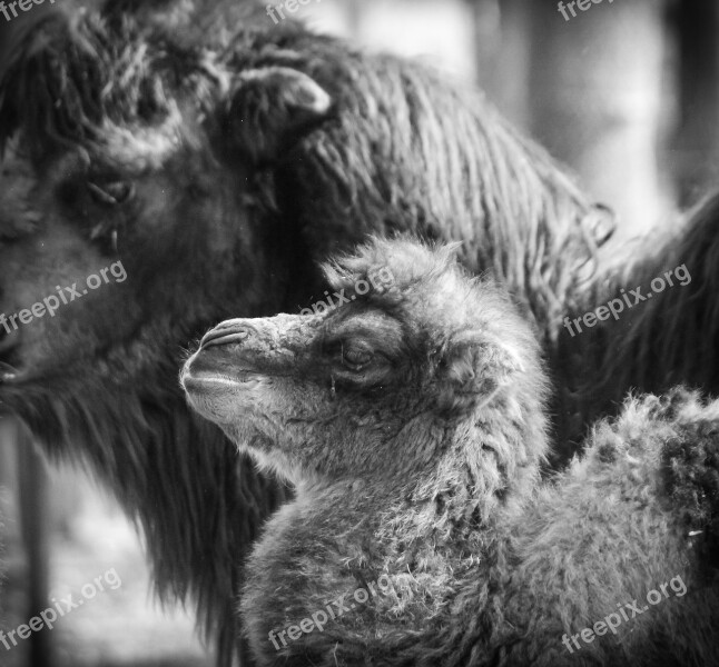 Camel Foal Baby Camel Newbie Animal