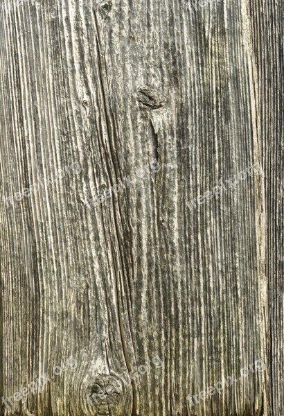 Wood Structure Grain Tree Texture