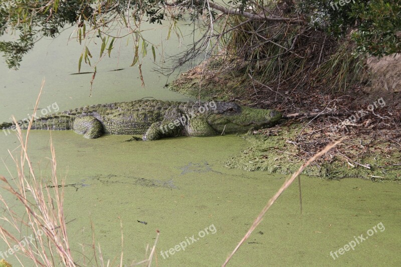 Alligator Swamp Reptile Wildlife Predator