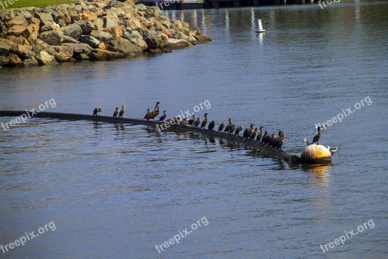 Pelican Seabird Ocean Harbor Nature