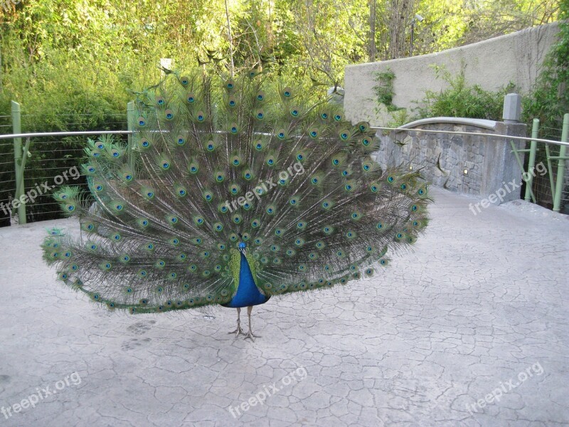 Peacock Bird Feathers Tail Zoo