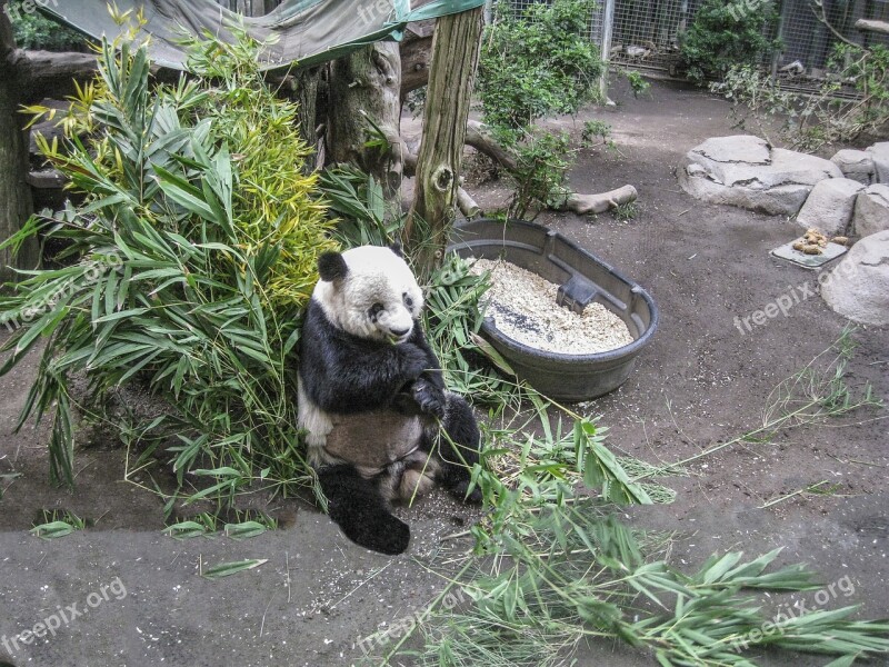 Panda Bear Zoo China Bamboo