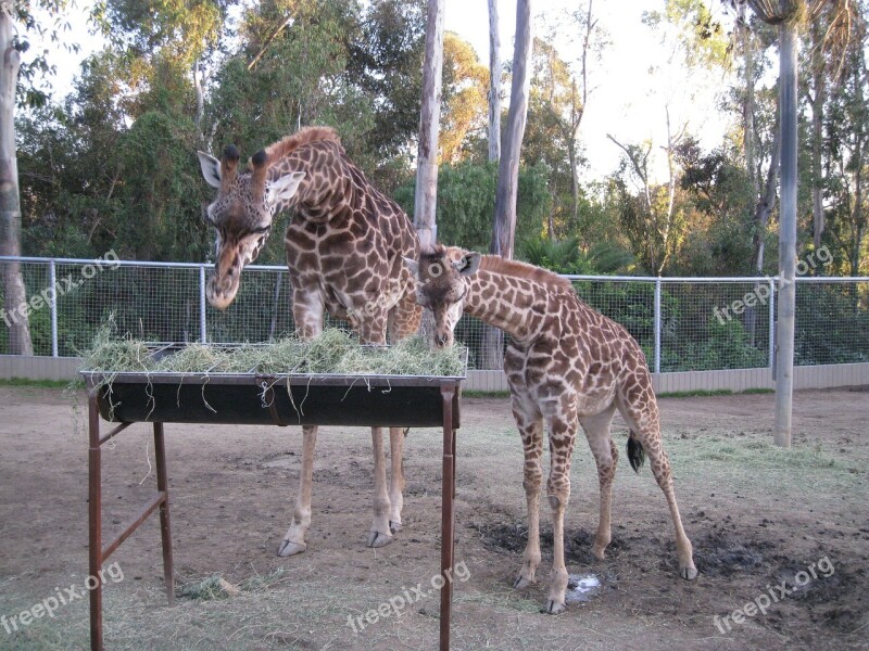 Giraffe Zoo Feeding Time Wildlife Animals