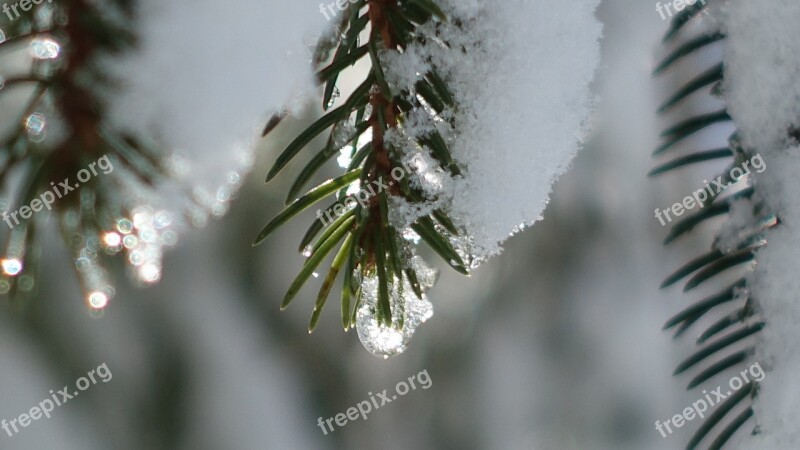 Branch Winter Backlighting Snowy Hoarfrost