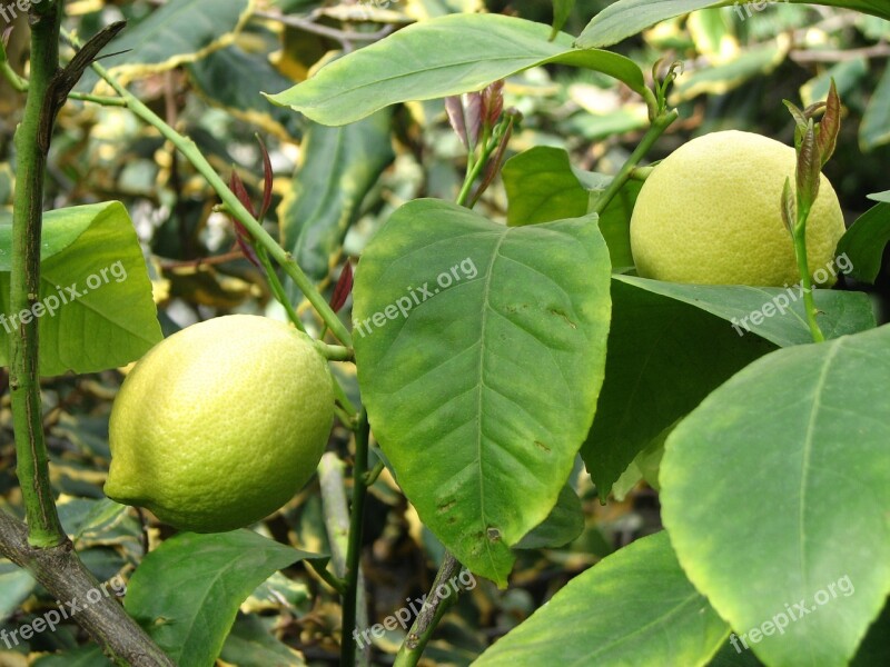 Lemon Lemon Tree Citrus Free Photos