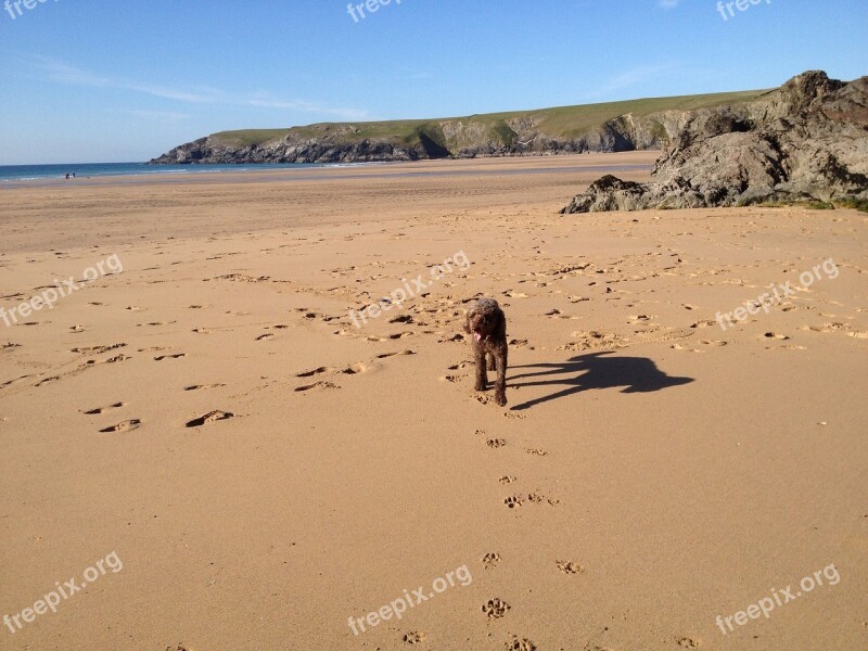 Dog Beach Cornwall Free Photos