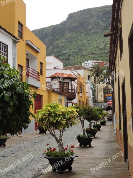 Tenerife City Street Tree Architecture