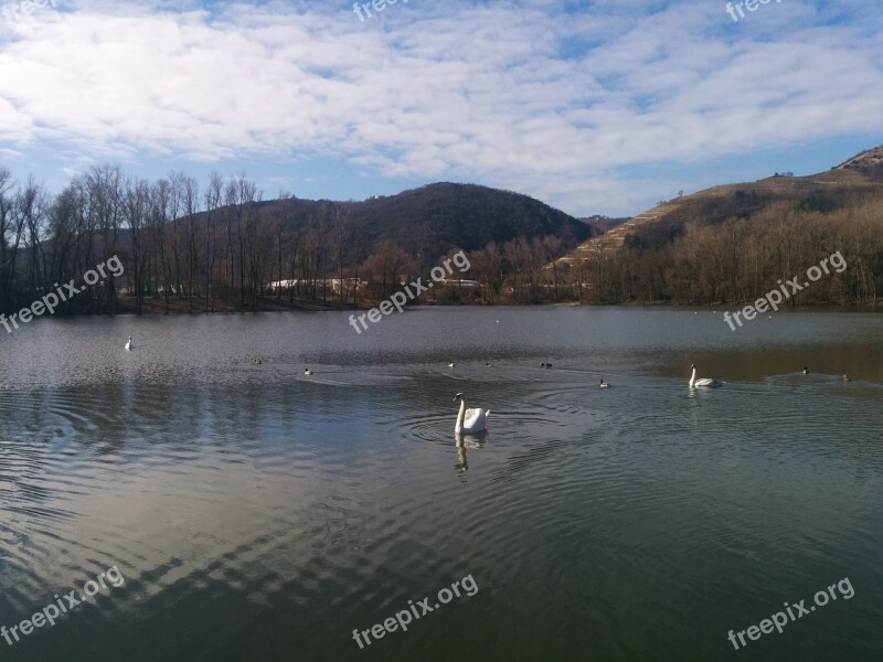 Swan Bird Lake Nature Pond