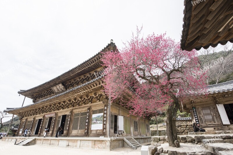 Hwaeomsa Red Plum Temple Free Photos