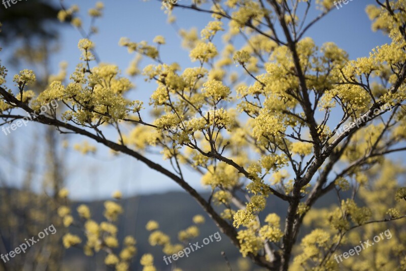 Gurye Jiri Cornus Free Photos