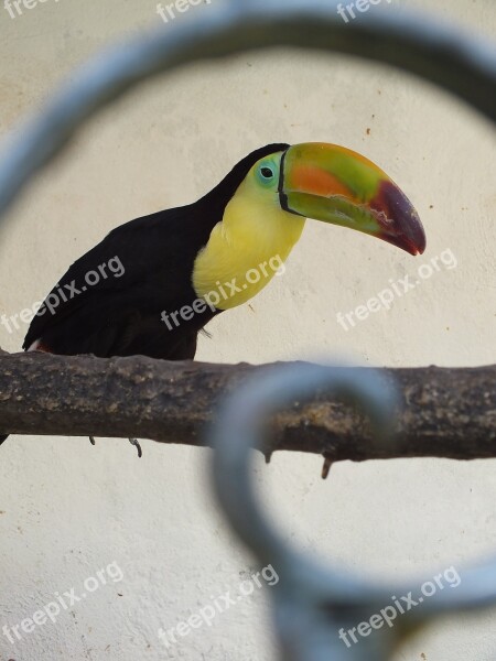 Ave Tucan Yellow Black Animal