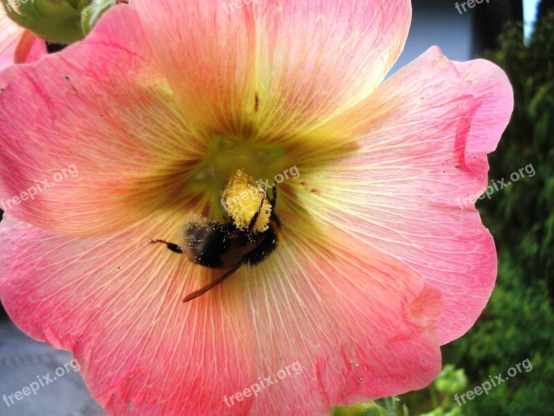 Stock Rose Blossom Bloom Pink Mallow