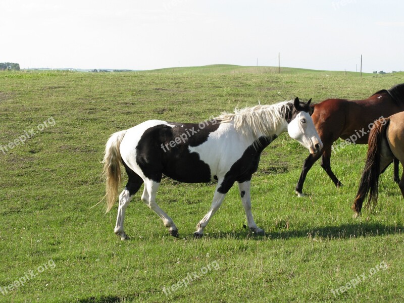 Horse Ranch Pasture Free Photos