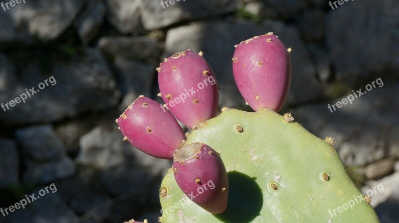 Prickly Pear Plant The Nature Of The Opuntia Montenegro