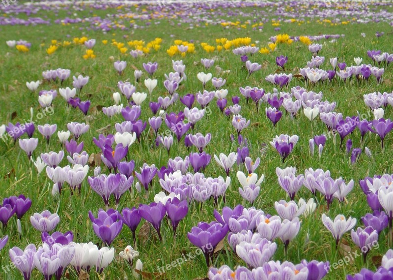 Crocus Flower Meadow Spring Meadow Free Photos