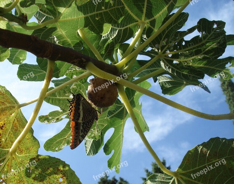 Fig Butterfly Sky Blue Leaves