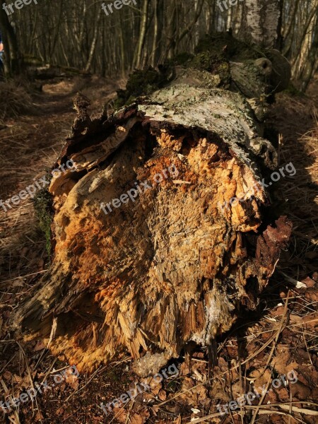 Nature Forest Autumn Green Beech Wood