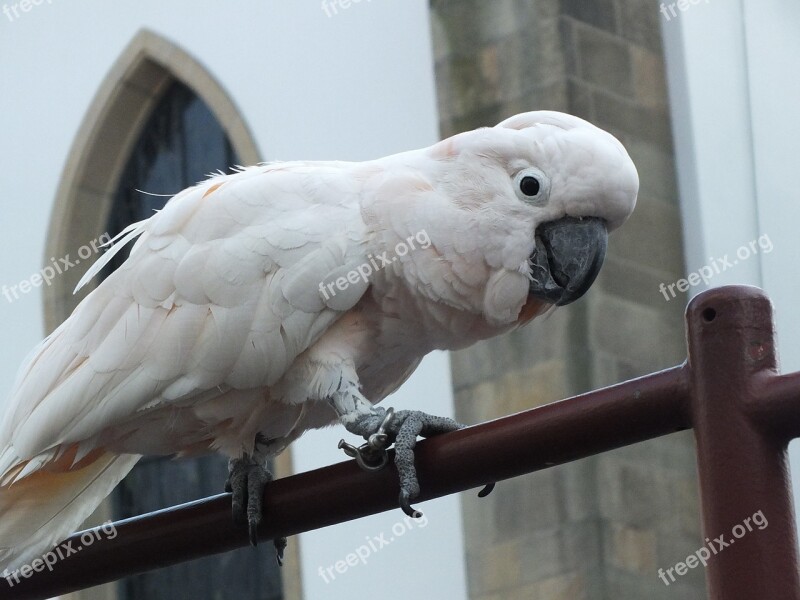 Bird Cockatoo Parrot Pink Free Photos