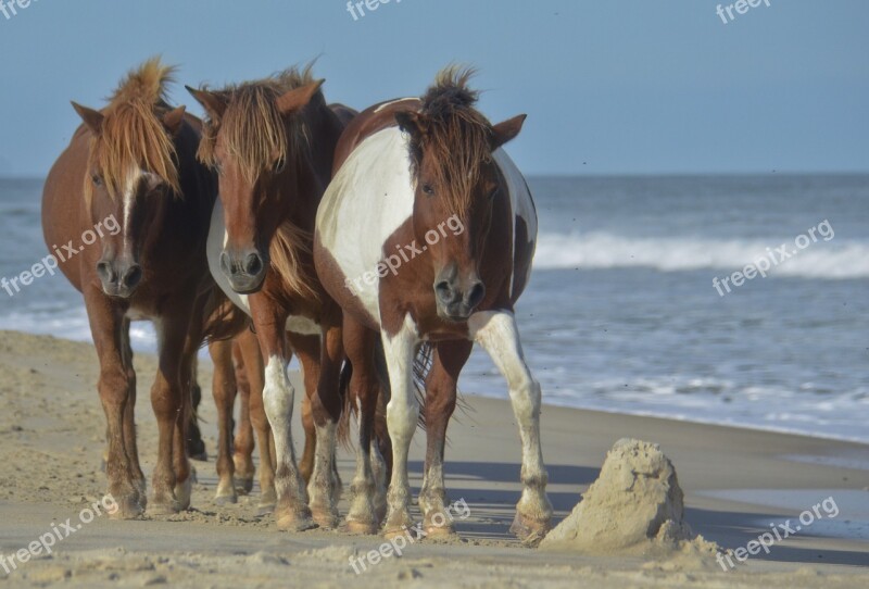 Horse Beach Wild Ocean Sea