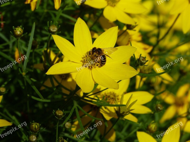 Mädchenauge Meadow Yellow Shrub Spring