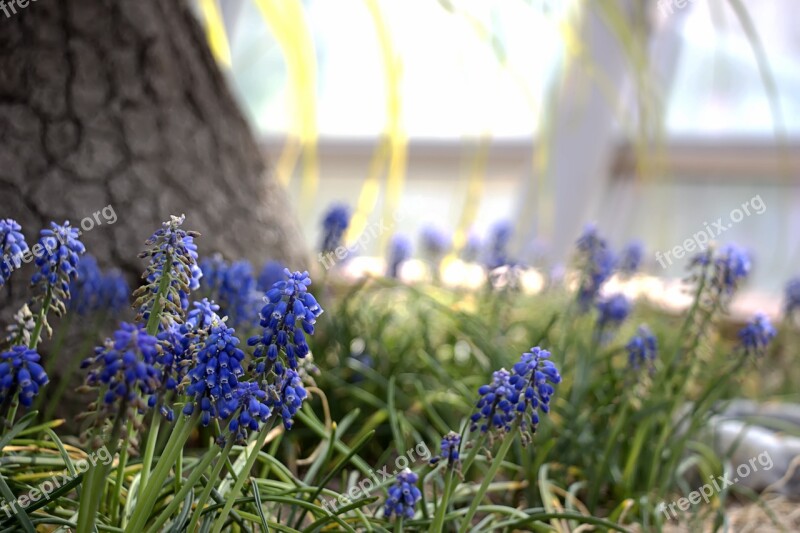 Spring Flowers Nature Behold Spring Flowers