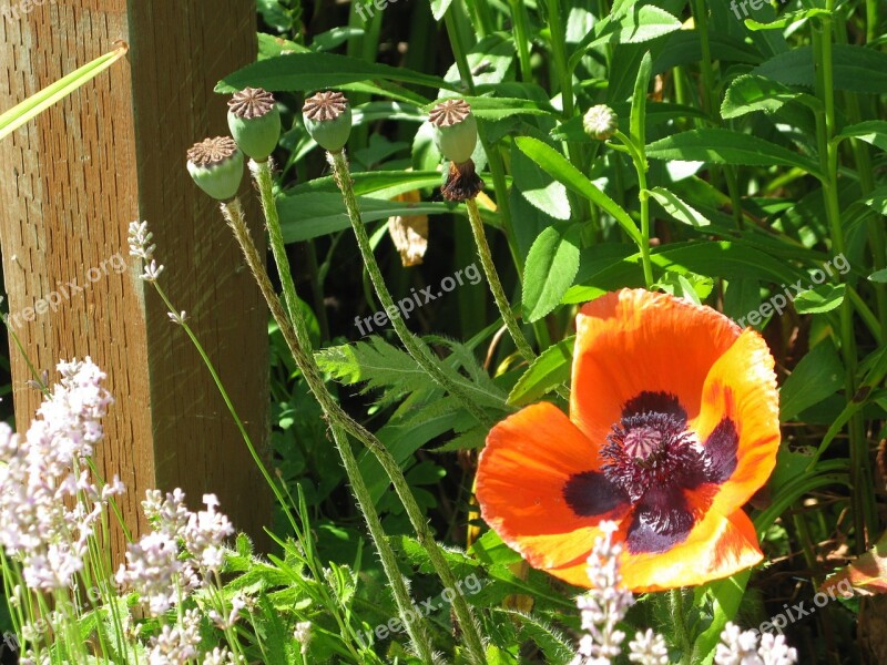 Poppy Flower Nature Spring Poppy Flower