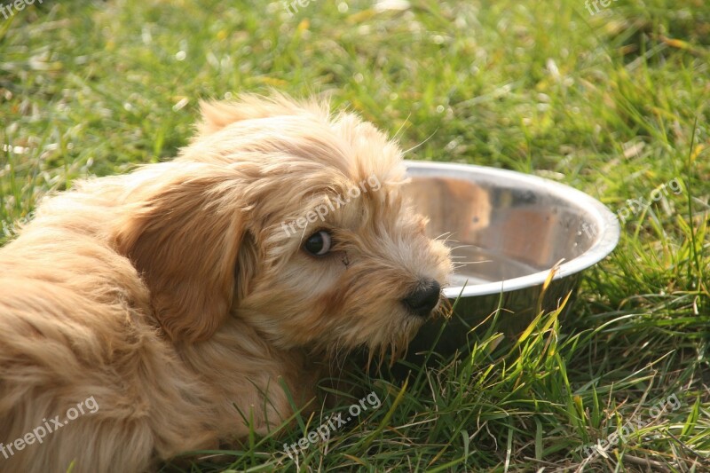 Dog Tibetan Terrier Pathetic Water