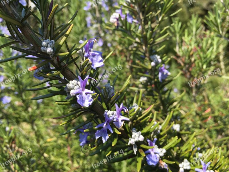 Rosemary Spring Flowers Herb Free Photos