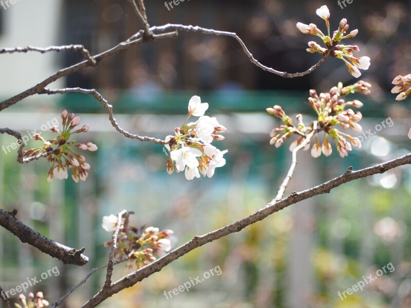 Cherry Blossoms Spring Flowers Free Photos