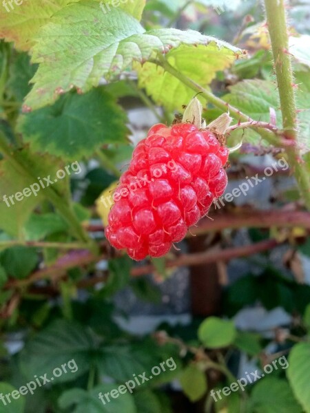 Plant Fruit Grapes Free Photos