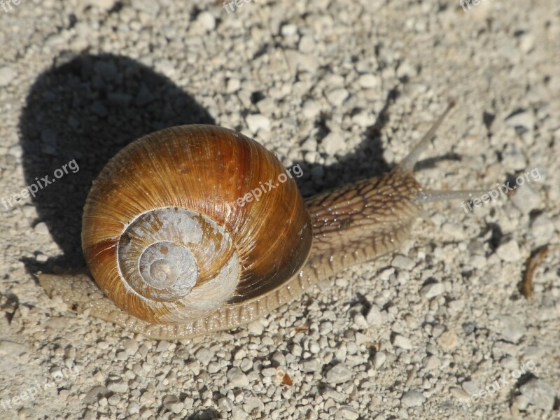 Snail Light And Shadow Brown Animal Free Photos