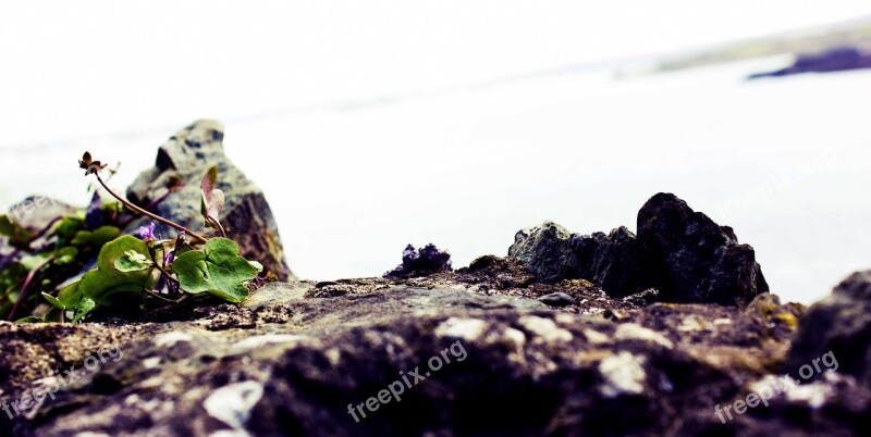 Stones Ground Plant Macro Ireland