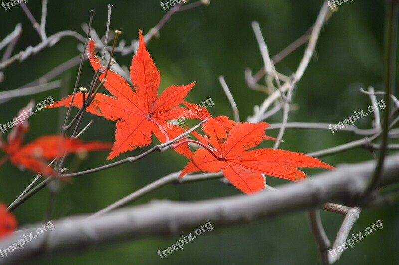 Autumn Leaves Red Color Tree Free Photos