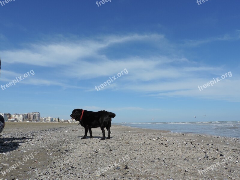 Dog Labrador Sea Beach Free Photos