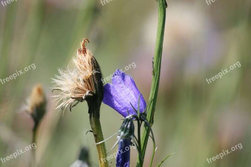 Flower Nature Purple Nice Free Photos