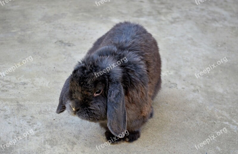 Rabbit Gray Nature Animal Fur