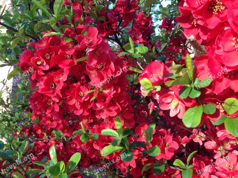 Quince Red Flower Blossom Spring