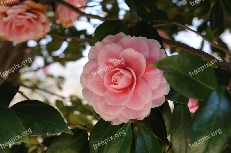 Camellia Flower Republic Of Korea Hainan Camellia Dongbaek