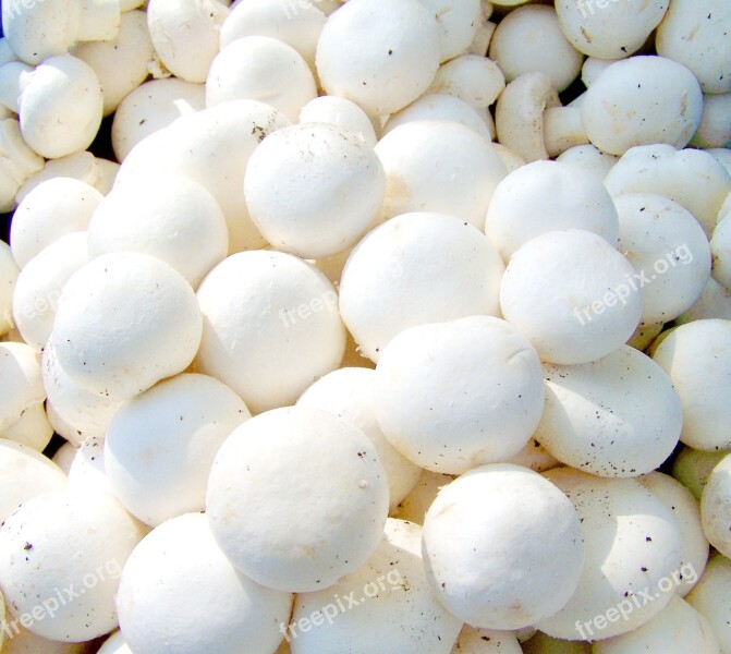 Button Mushroom White Vegetable Food Free Photos