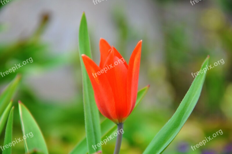 Dwarf Tulip Flower Spring Free Photos